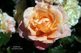 Rosa &#39;Garden Sun&#39; Climbing