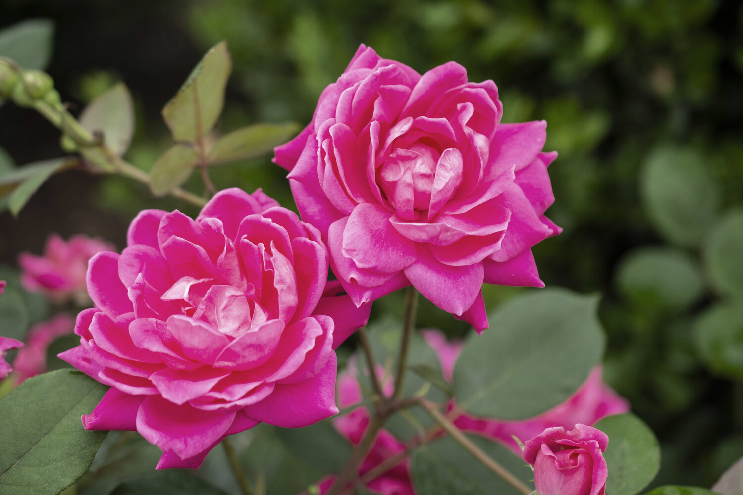 Rosa &#39;Double Pink Knock Out&#39;