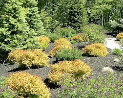 Spiraea Japonica &#39;Magic Carpet&#39; #3