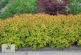 Spiraea Japonica &#39;Magic Carpet&#39; #3