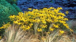 Rudbeckia Fulgida &#39;Goldsturm&#39; 1 Gallon