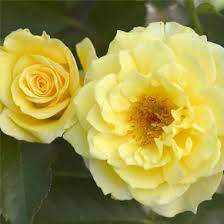 Rosa &#39;Yellow Submarine&#39; 