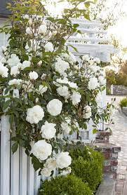 Rosa &#39;Iceberg&#39;