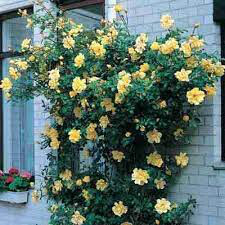 Rosa &#39;Golden Showers&#39; Climbing