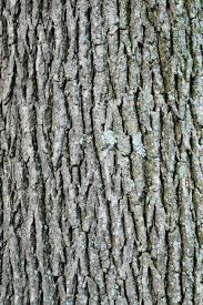 Quercus Bicolor White Oak