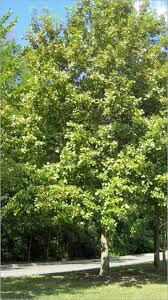 Quercus Bicolor White Oak