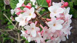 Viburnum Carlesii