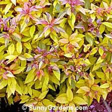 Spiraea Bumalda &#39;Goldmound&#39; #3