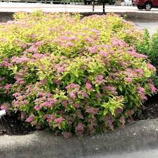 Spiraea Bumalda &#39;Goldmound&#39; #3