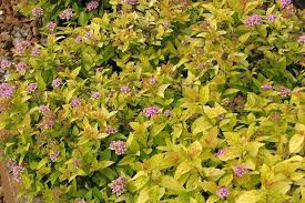 Spiraea Bumalda &#39;Goldmound&#39; #3