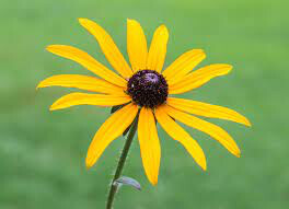 Rudbeckia Fulgida 'Goldsturm' 1 Gallon