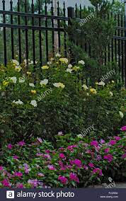 Rosa &#39;Yellow Submarine&#39; 
