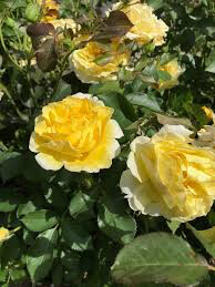 Rosa &#39;Yellow Submarine&#39; 