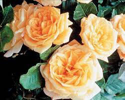 Rosa &#39;Garden Sun&#39; Climbing