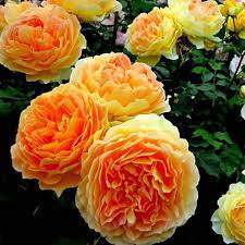 Rosa &#39;Garden Sun&#39; Climbing