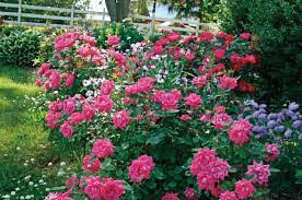 Rosa &#39;Double Pink Knock Out&#39;