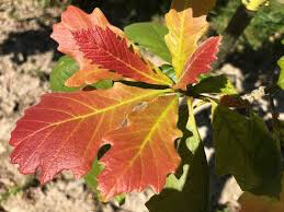 Quercus Bicolor White Oak