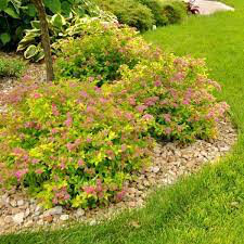 Spiraea Japonica &#39;Magic Carpet&#39; #3