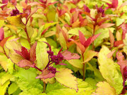 Spiraea Japonica &#39;Magic Carpet&#39; #3