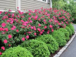 Rosa &#39;Double Pink Knock Out&#39;