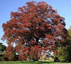 Quercus Bicolor White Oak