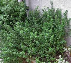 Thyme English