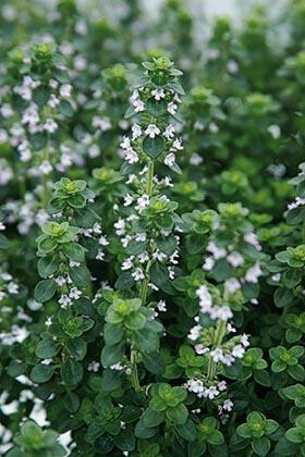 Thyme English