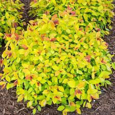 Spiraea Japonica &#39;Magic Carpet&#39; #3