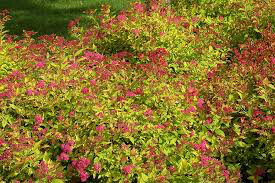 Spiraea Japonica &#39;Magic Carpet&#39; #3