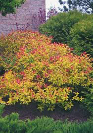 Spiraea Bumalda &#39;Goldmound&#39; #3