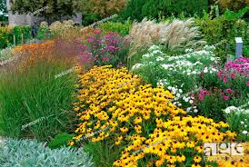 Rudbeckia Fulgida &#39;Goldsturm&#39; 1 Gallon