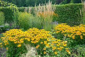 Rudbeckia Fulgida &#39;Goldsturm&#39; 1 Gallon