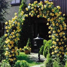 Rosa &#39;Golden Showers&#39; Climbing