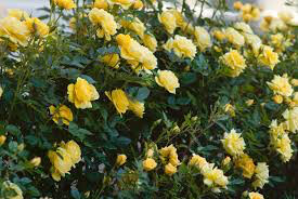 Rosa &#39;Golden Showers&#39; Climbing