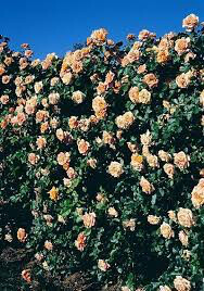Rosa &#39;Garden Sun&#39; Climbing