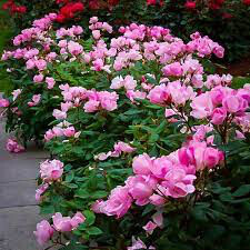Rosa &#39;Double Pink Knock Out&#39;