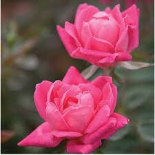 Rosa &#39;Double Pink Knock Out&#39;