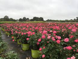 Rosa &#39;Double Pink Knock Out&#39;