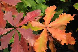 Quercus Bicolor White Oak