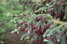 Picea Glauca &#39;Densata&#39;