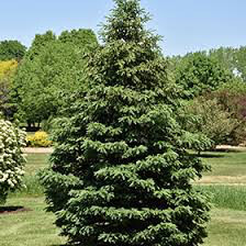Picea Glauca &#39;Densata&#39;