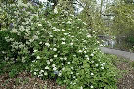 Viburnum Carlesii