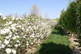 Viburnum Carlesii