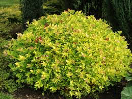 Spiraea Bumalda &#39;Goldmound&#39; #3