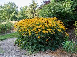 Rudbeckia Fulgida &#39;Goldsturm&#39; 1 Gallon