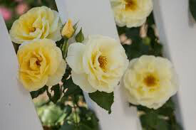 Rosa &#39;Yellow Submarine&#39; 
