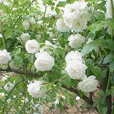 Rosa &#39;Iceberg&#39;