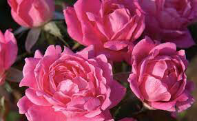 Rosa 'Double Pink Knock Out'