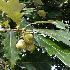Quercus Bicolor White Oak