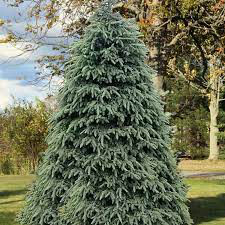 Picea Glauca &#39;Densata&#39;